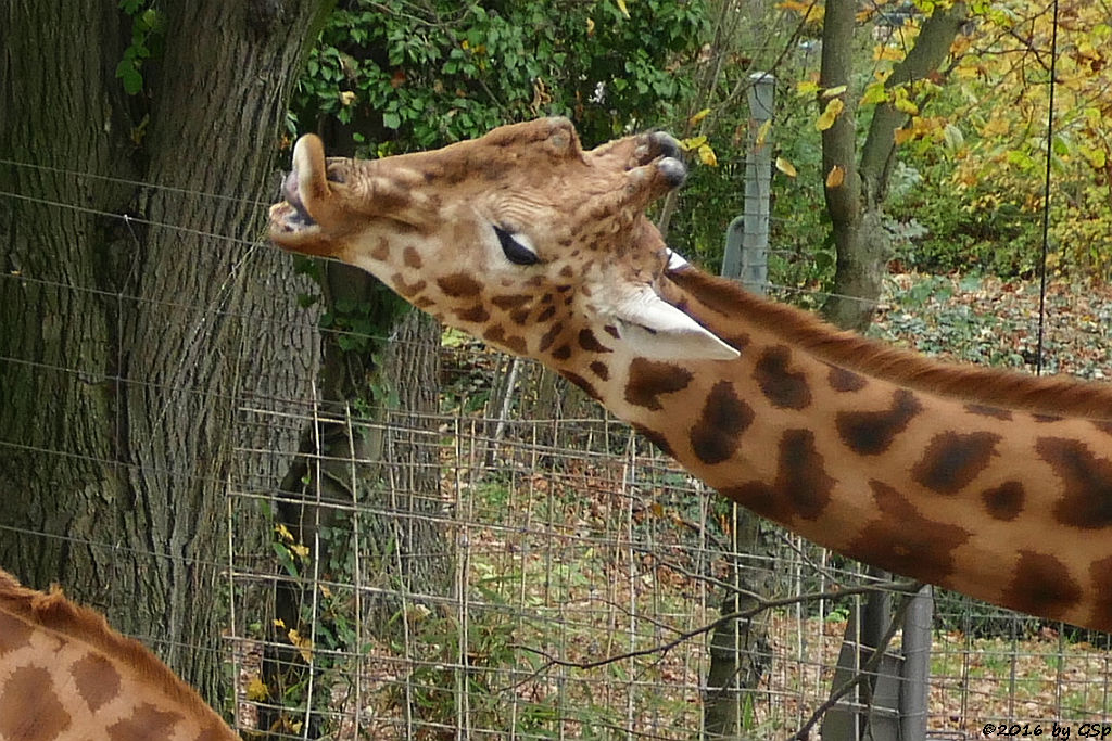 Kardofan-Giraffe