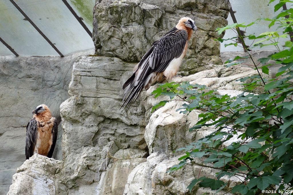 Eurasischer Bartgeier (Lämmergeier)