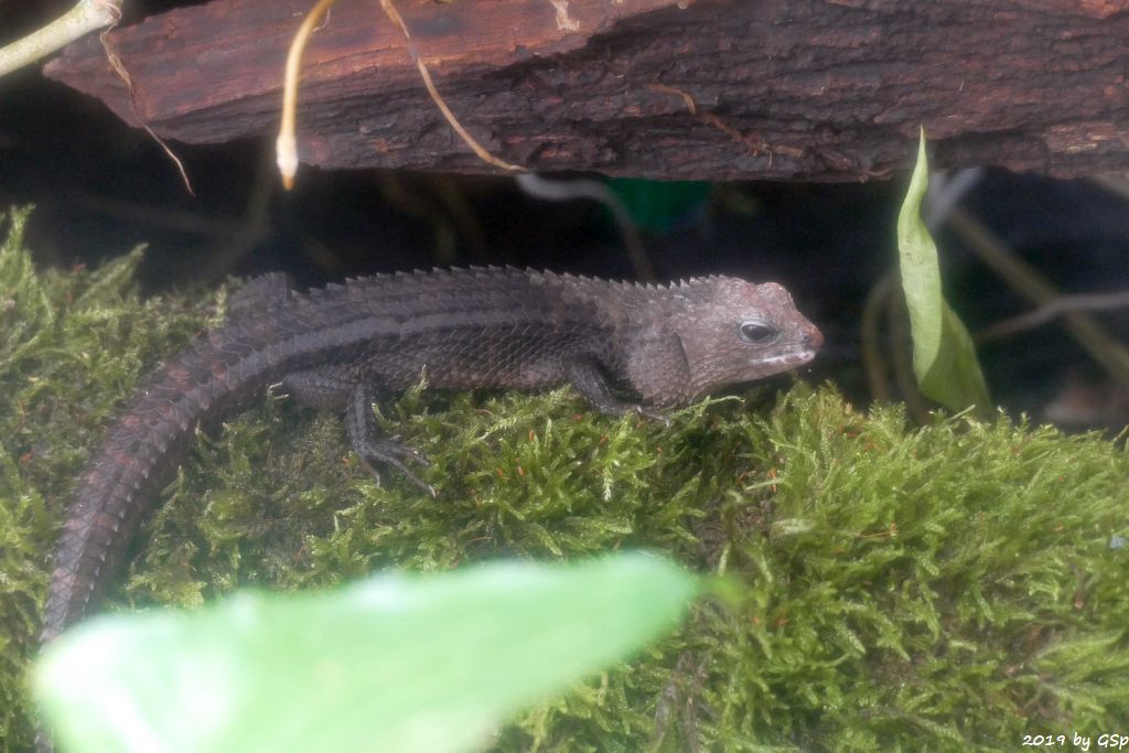 Philippinen-Wasseerskink (Gekeilter Wasserskink)