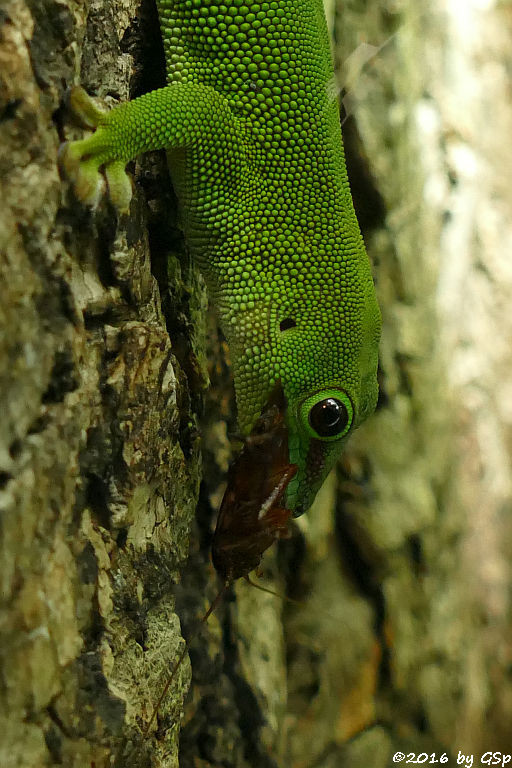 Großer Taggecko (Großer Madagaskar-Taggecko)