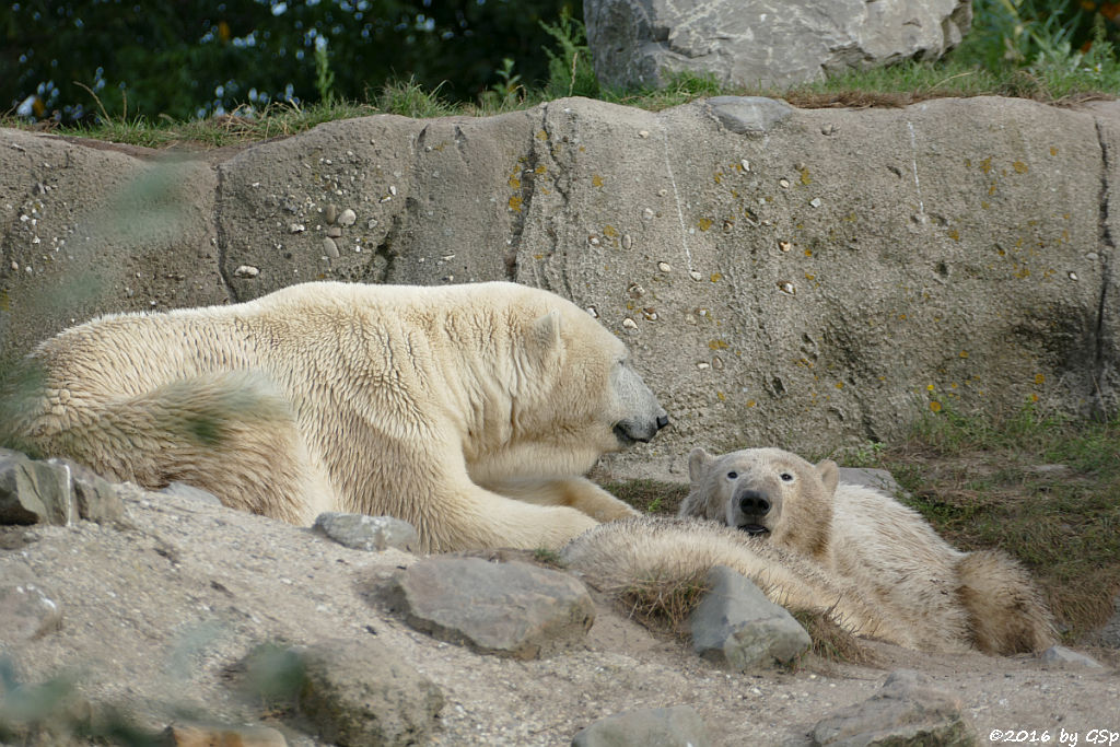 Eisbär, Jungtiere geb. am 2.12.14