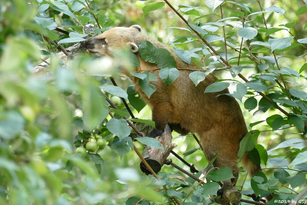 Roter Nasenbär (Gewöhnlicher Nasenbär, Südamerikanischer Nasenbär)