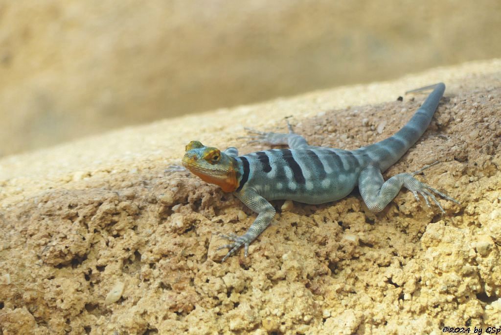 Blauer Felsenleguan