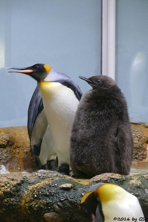 Königspinguin