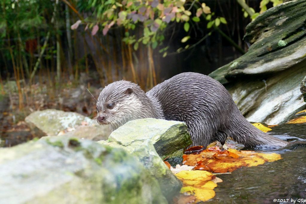 Zwergotter (Kurzkrallenotter)