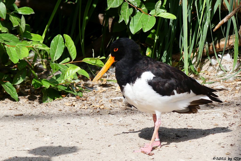 Austernfischer (Eurasischer Austernfischer)