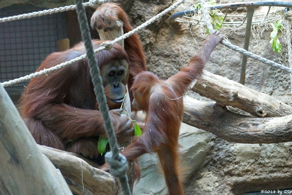 Sumatra-Orang-Utan KEMBALI und SAYANG