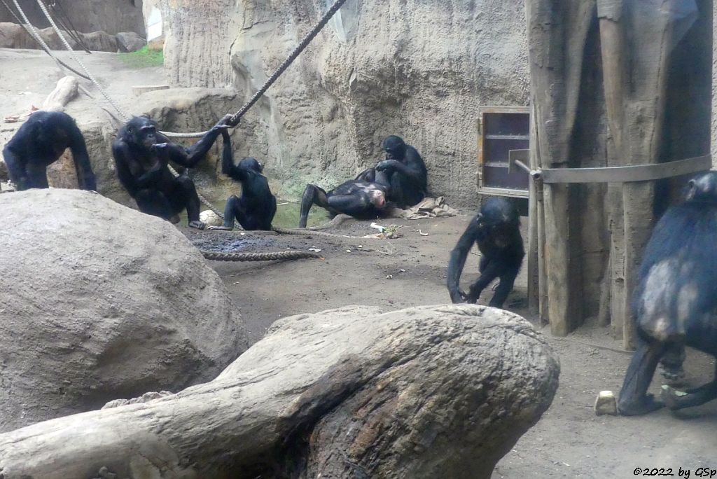 Bonobo (Zwergschimpanse)