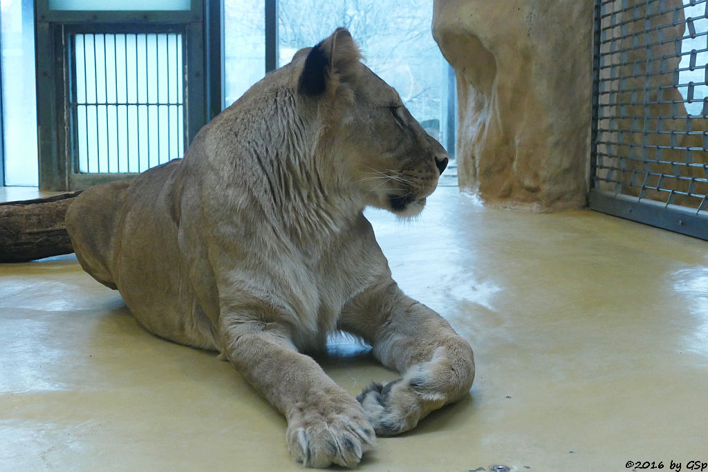 Angola-Löwe (Katanga-Löwe)