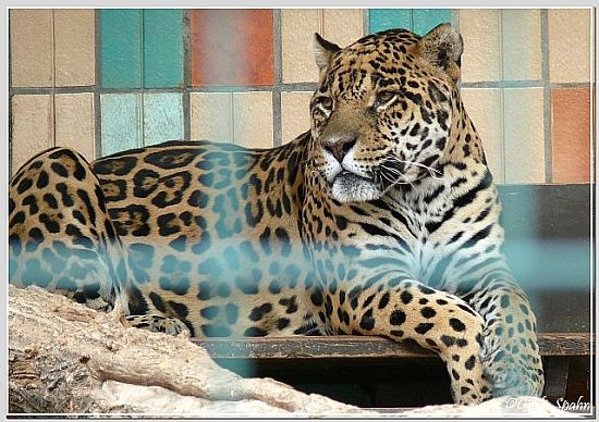  Jaguar