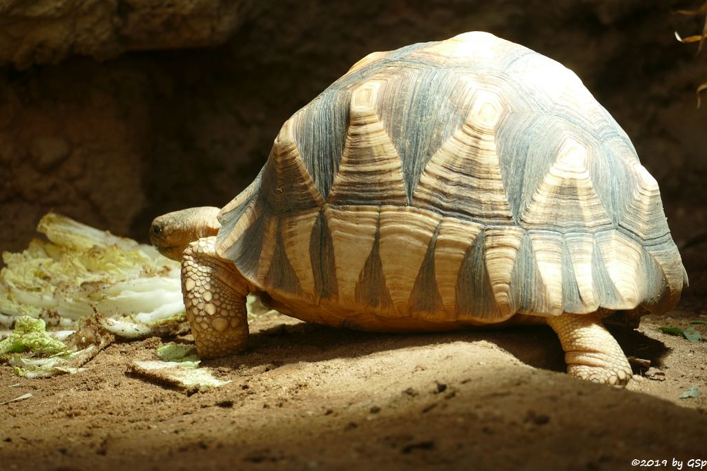 Madagassische Schnabelbrustschildkröte