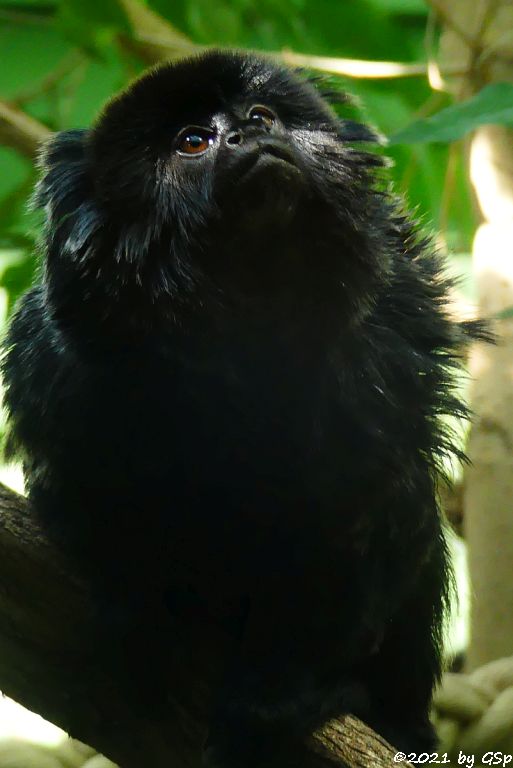 Springtamarin