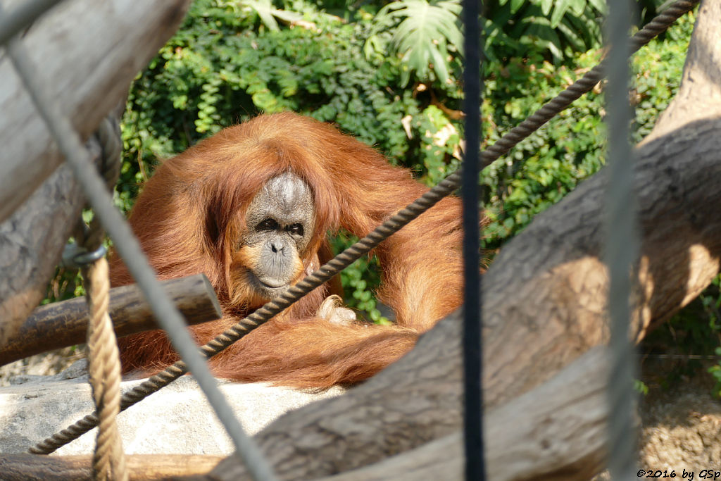 Sumatra-Orang-Utan