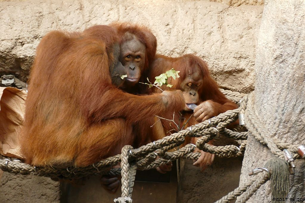 Sumatra-Orang-Utan