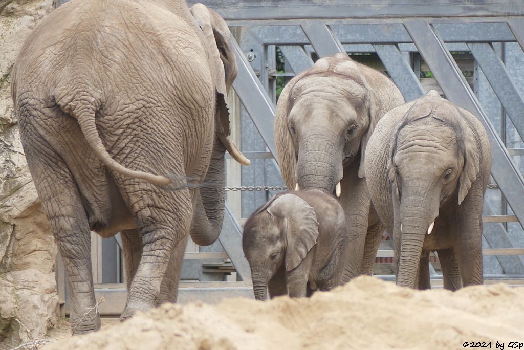 Elefanten Zoo Halle: TANA, SIMON, TAMIKA, ELANI