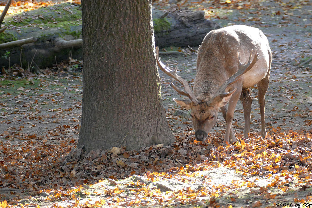 Mesopotamischer Damhirsch