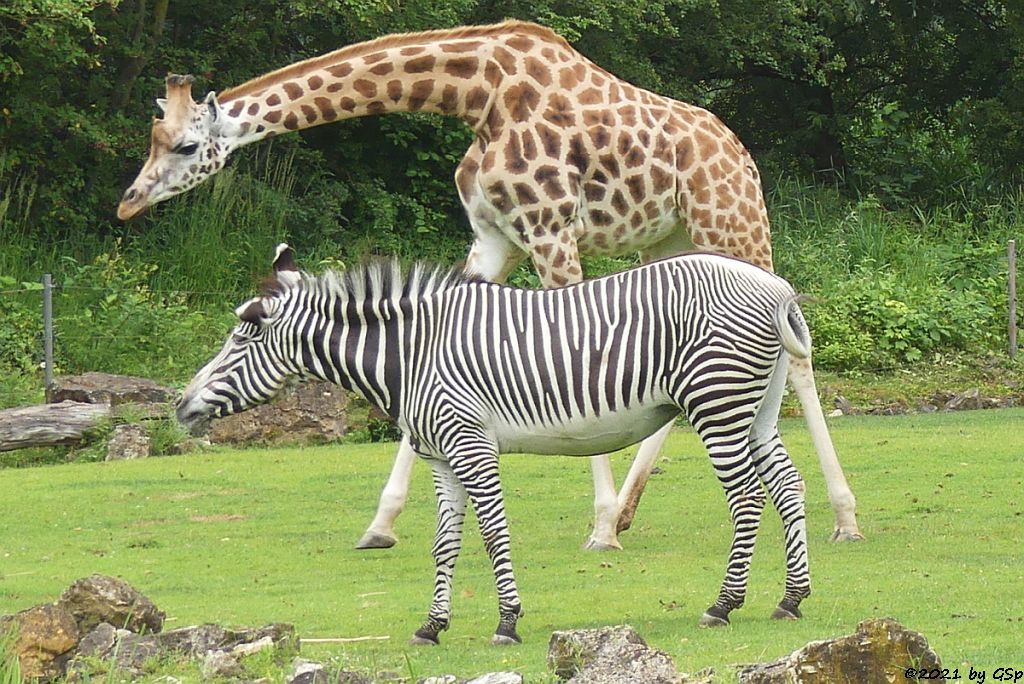 Grévy-Zebra, Rothschildgiraffe (Uganda-Giraffe, Baringo-Giraffe)