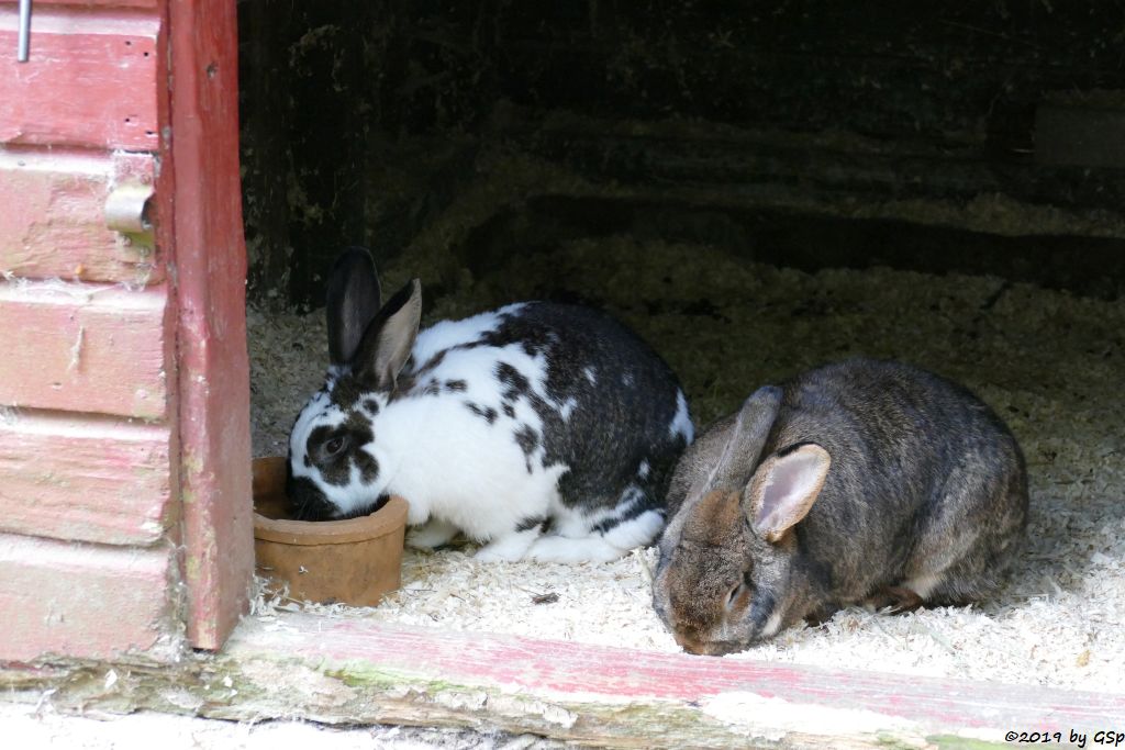 Hauskaninchen