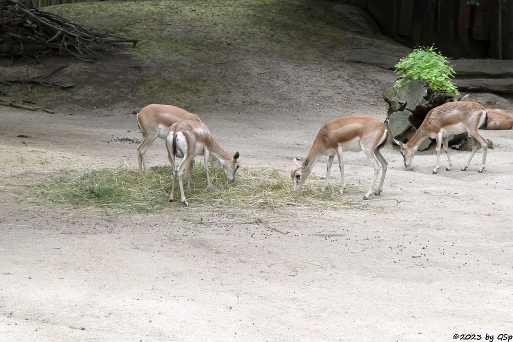 Persische Kropfgazelle