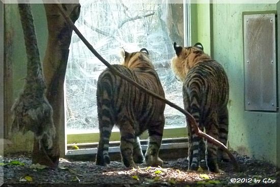 Sumatratiger ASIM und TARU am 23.03.12