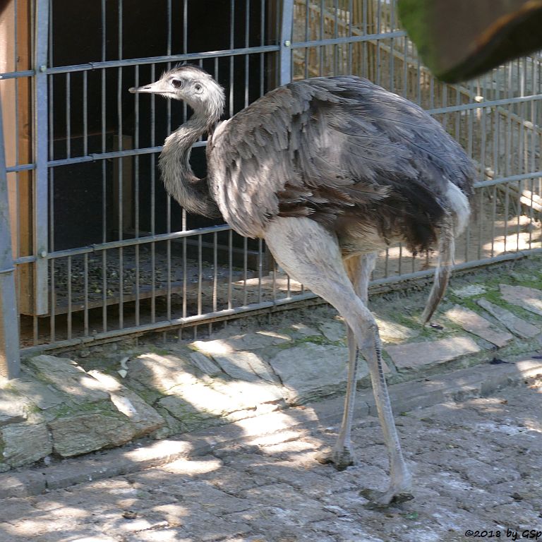 Nandu (Gewöhnlicher Nandu)