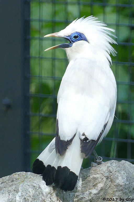 Balistar (Rothschild-Maina, Bali-Mynah)