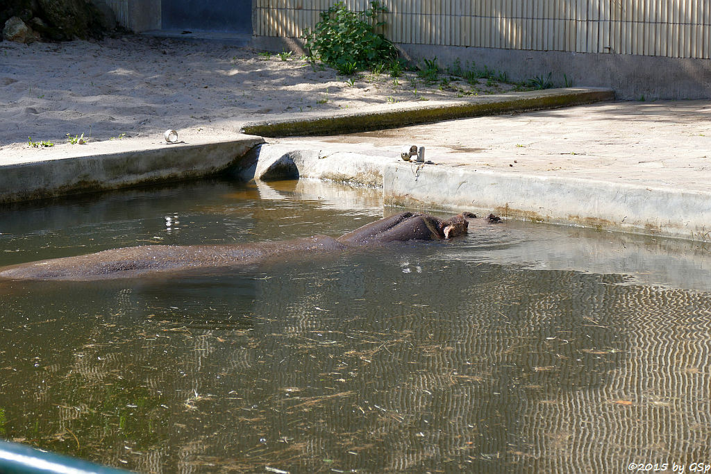 Flusspferd PETRA