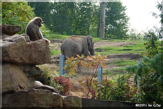 Mantelpavian und Asiatischer Elefant