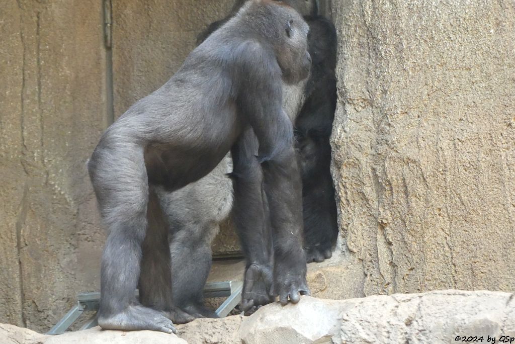 Westlicher Flachlandgorilla