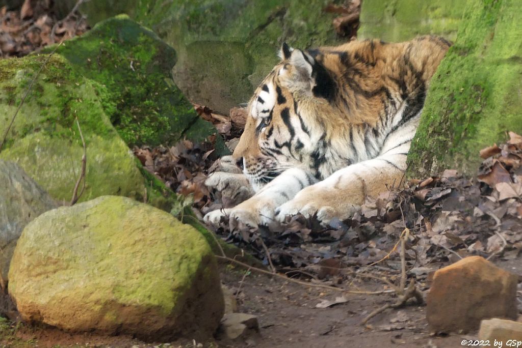 Amurtiger (Sibirischer Tiger, Mandschu-Tiger)