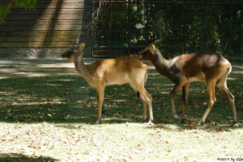 Weissnacken-Moorantilope (Mrs. Grays Wasserbock)