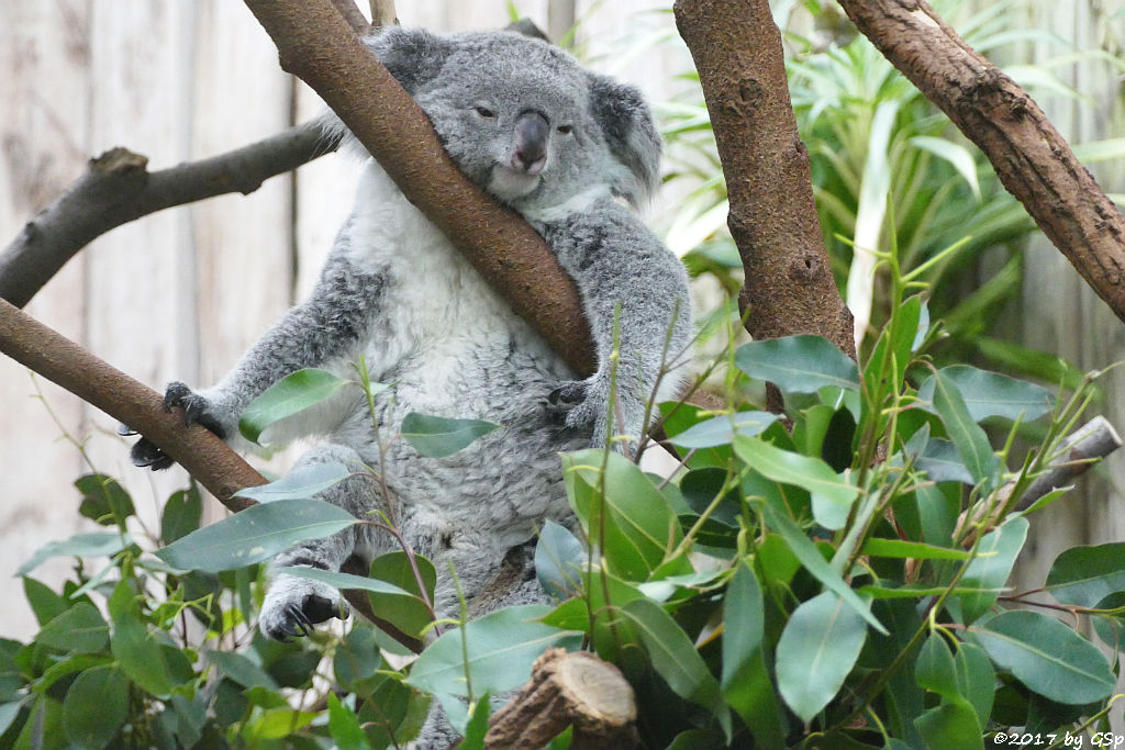 Queensland-Koala