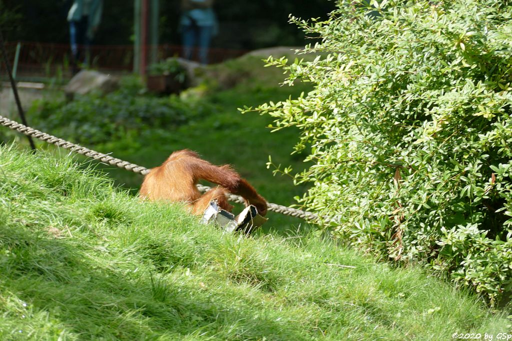 Sumatra-Orang-Utan