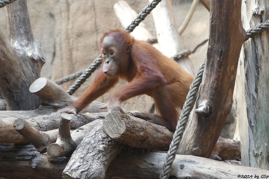 Sumatra-Orang-Utan