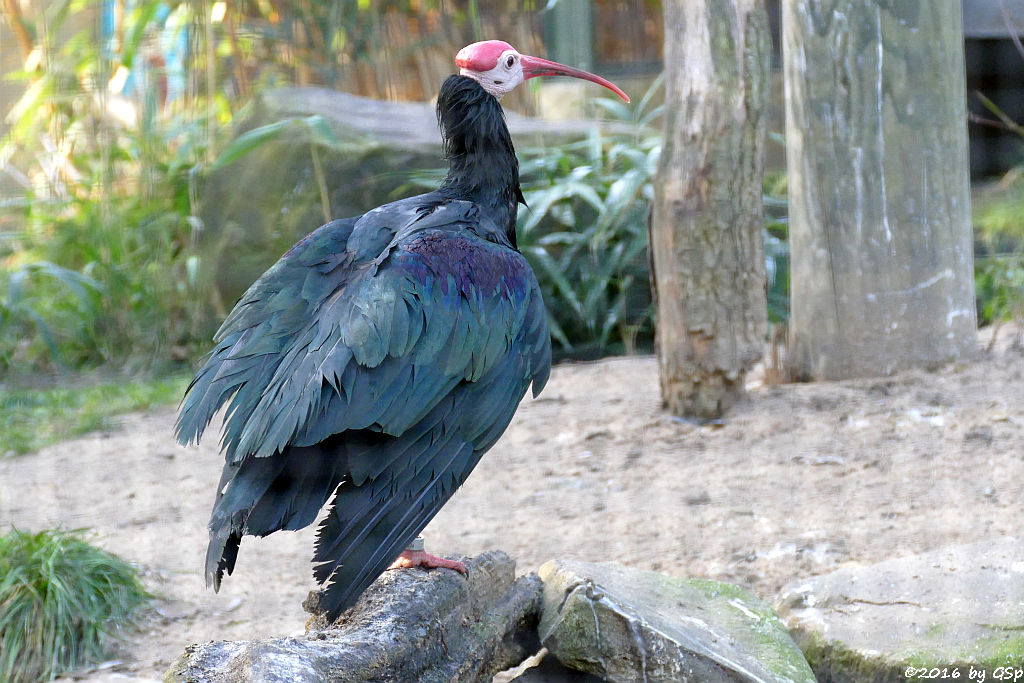 Glatzenkopfibis (Kahlkopfrapp, Glattnackenrapp, Glattnackenibis)