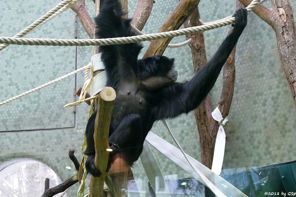 Siamang