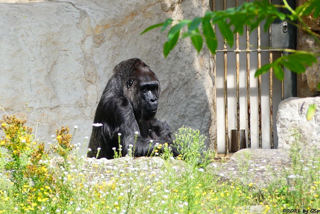 Flachlandgorilla FATOU (64 J.)