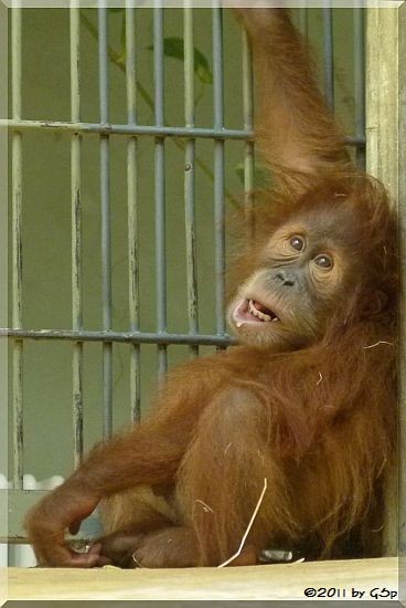 Sumatra-Orang-Utan DURAN, geb. am 30.01.10