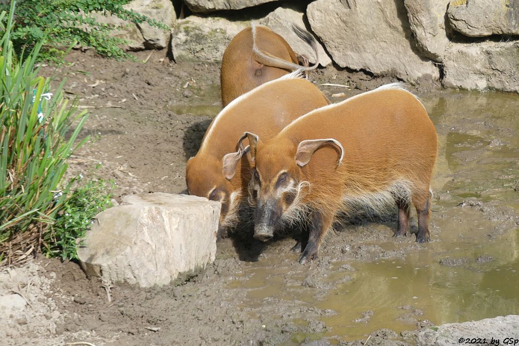 Pinselohrschwein (Rotes Flussschwein)