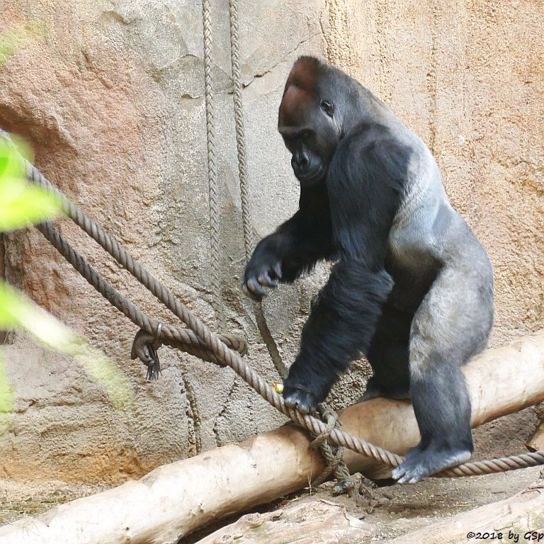 Flachlandgorilla ABEEKU