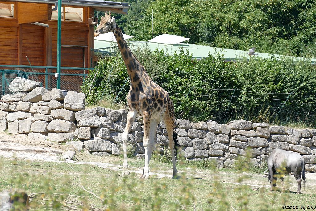 Rothschildgiraffe (Uganda-Giraffe, Baringo-Giraffe), Südliches Streifengnu (Blaues Gnu)