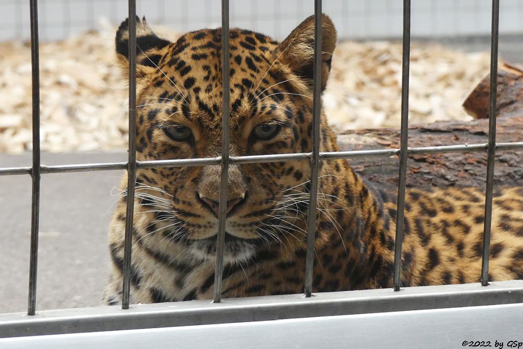 Chinaleopard (Nordchinesischer Leopard)