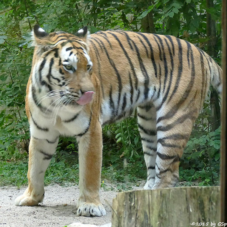 Sibirischer Tiger (Amurtiger)
