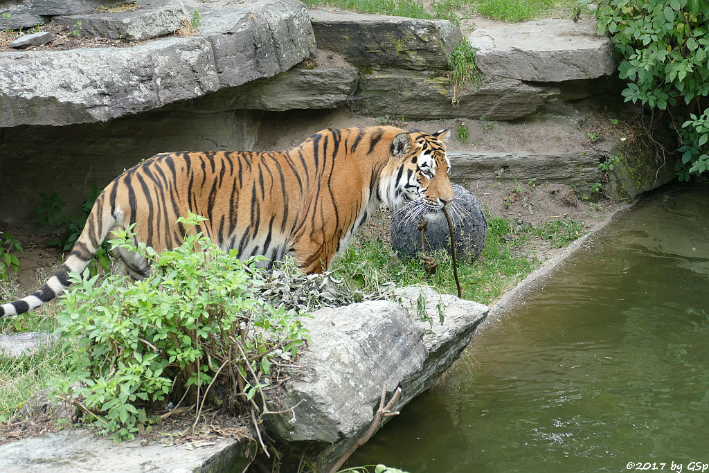 Amurtiger (Sibirischer Tiger, Mandschu-Tiger) SERGAN