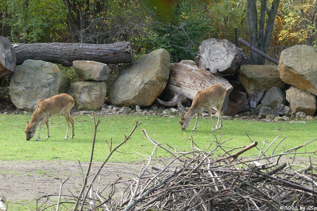 Weißnacken-Moorantilope (Mrs. Grays Wasserbock)