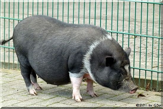 Hängebauchschwein