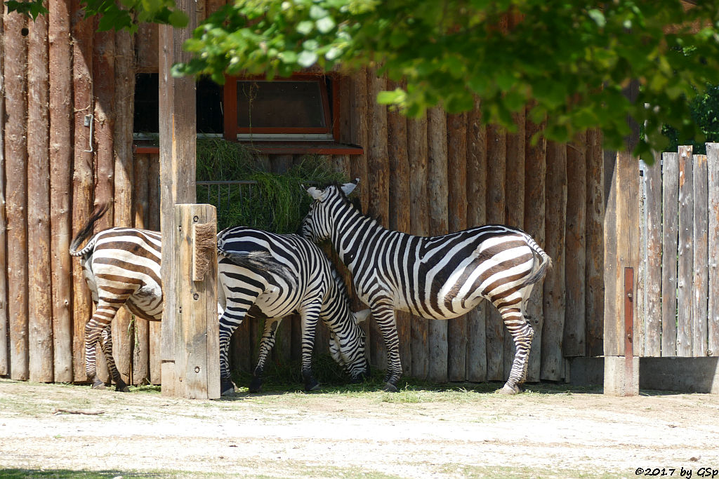 Böhm-Steppenzebra (Grant-Zebra)