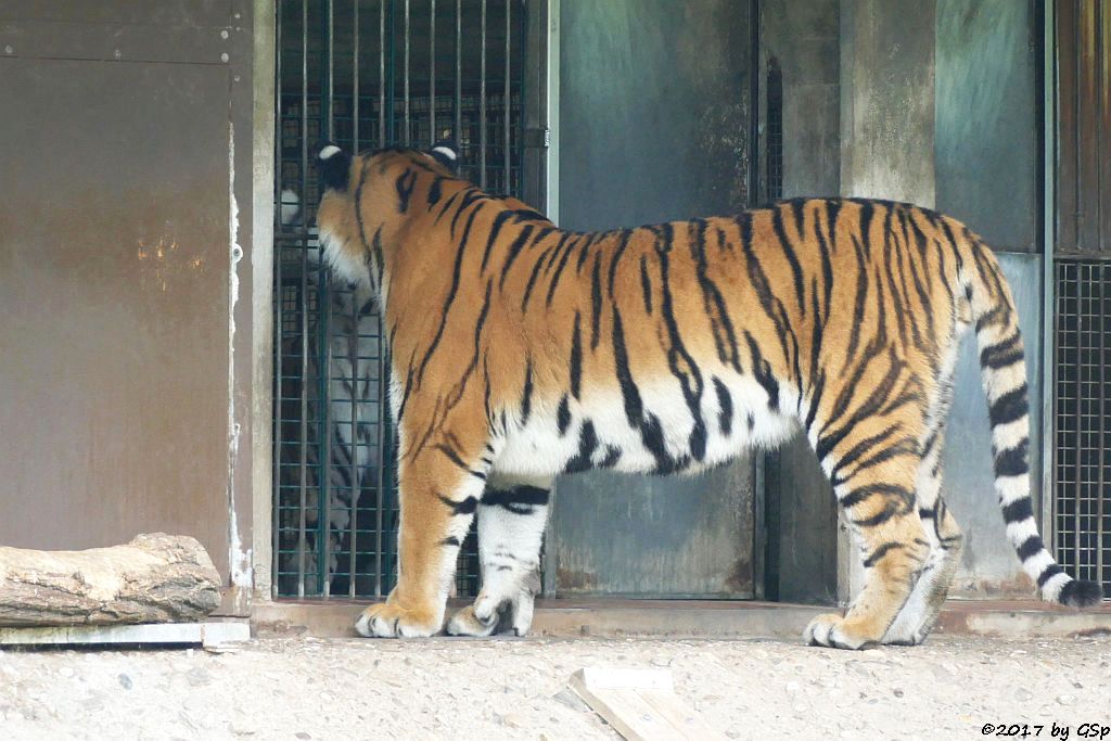 Amurtiger (Sibirischer Tiger, Mandschu-Tiger) SERGAN