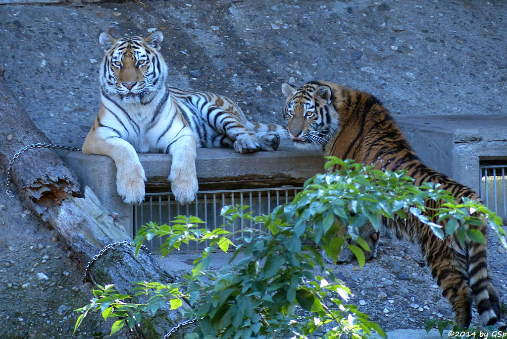 Sibirische Tigerin HANYA mit ihrer Tochter, geb. am 10.08.13