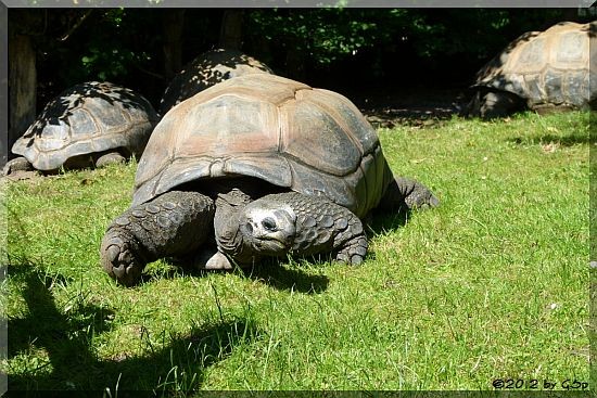 Seychellen-Riesenschildkröte